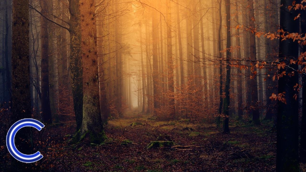 Investir dans le bois