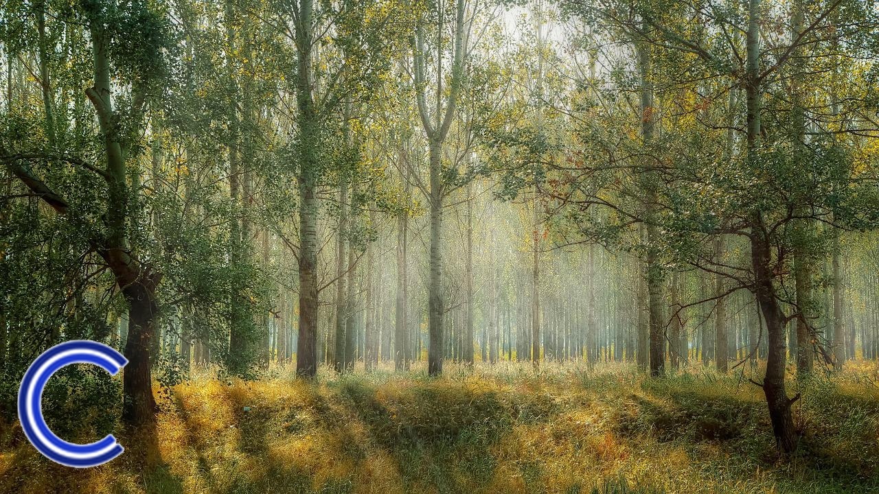 Investir dans le bois
