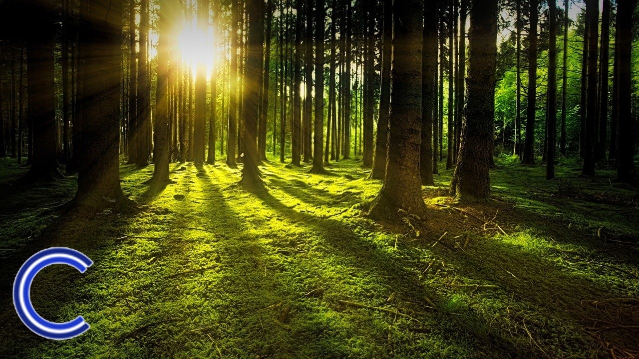 Investir dans le bois